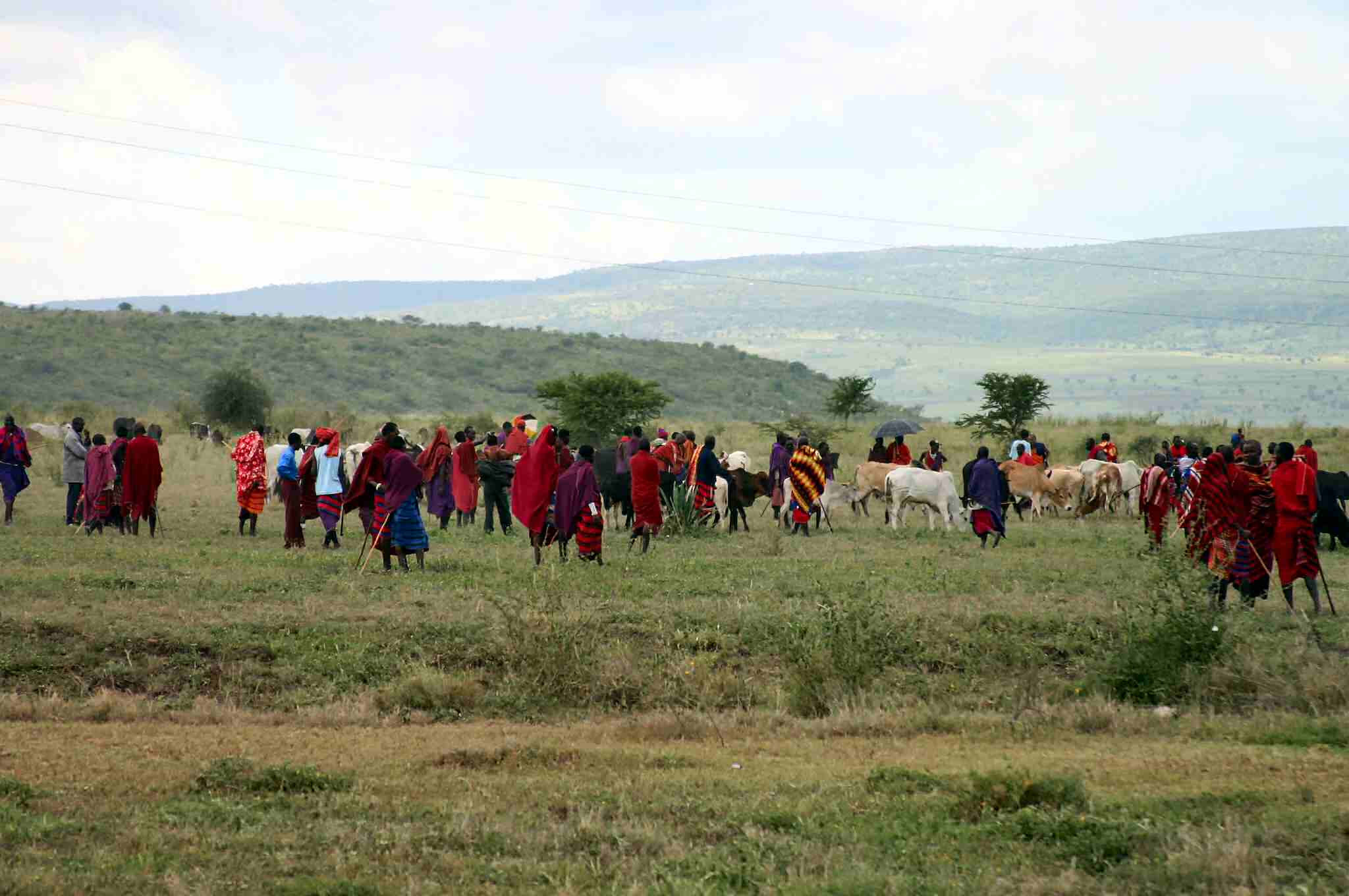 Masai walking cattle to market