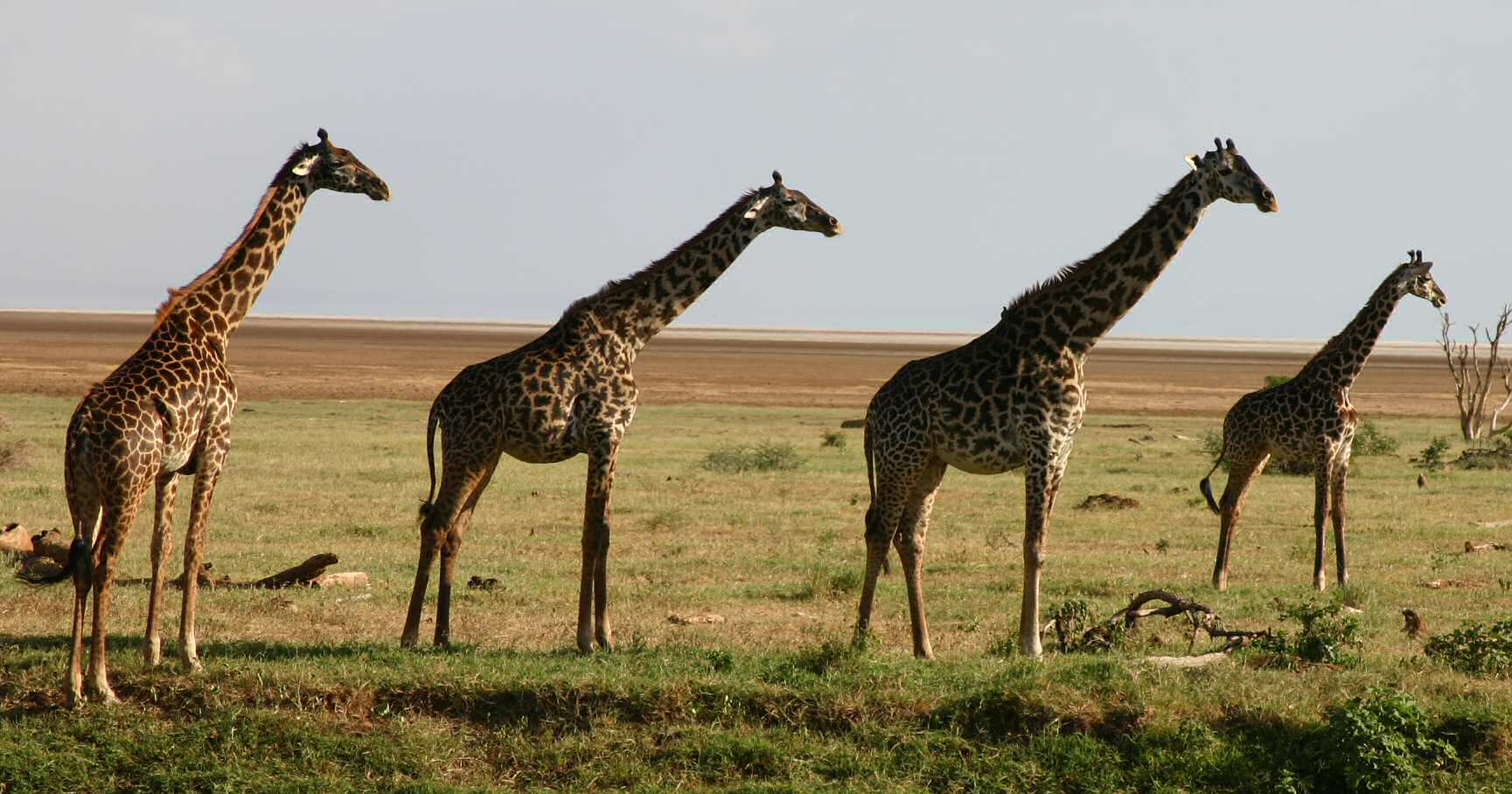 Giraffe