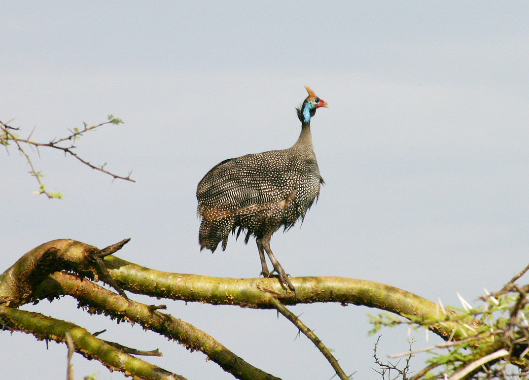 Guinea Fowl (species uncertain)