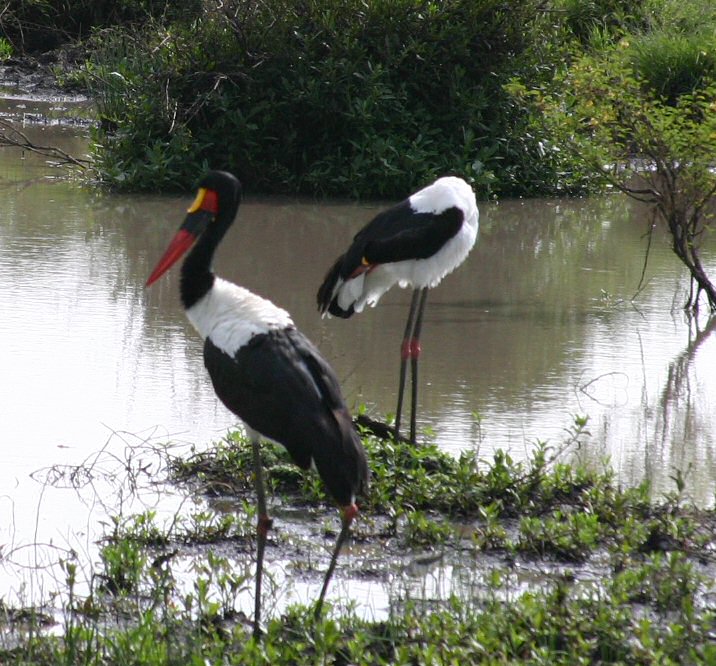 Saddle Bill Storks