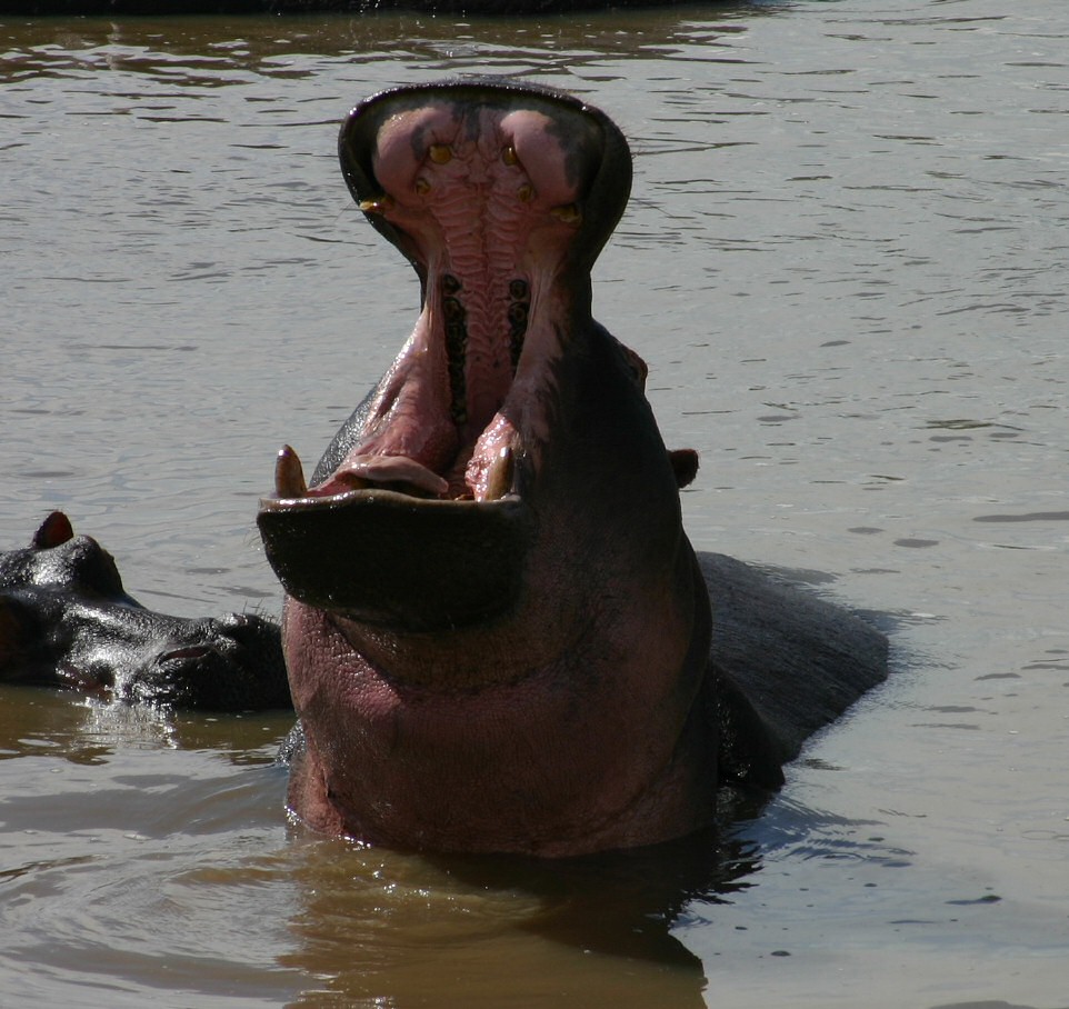 Hippo yawn