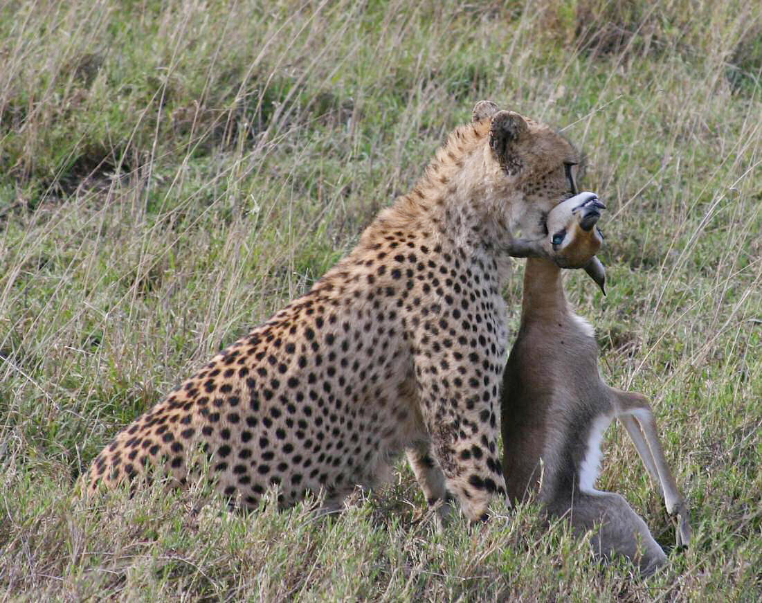 A Cheetah runs down a gazelle fawn right before our eyes