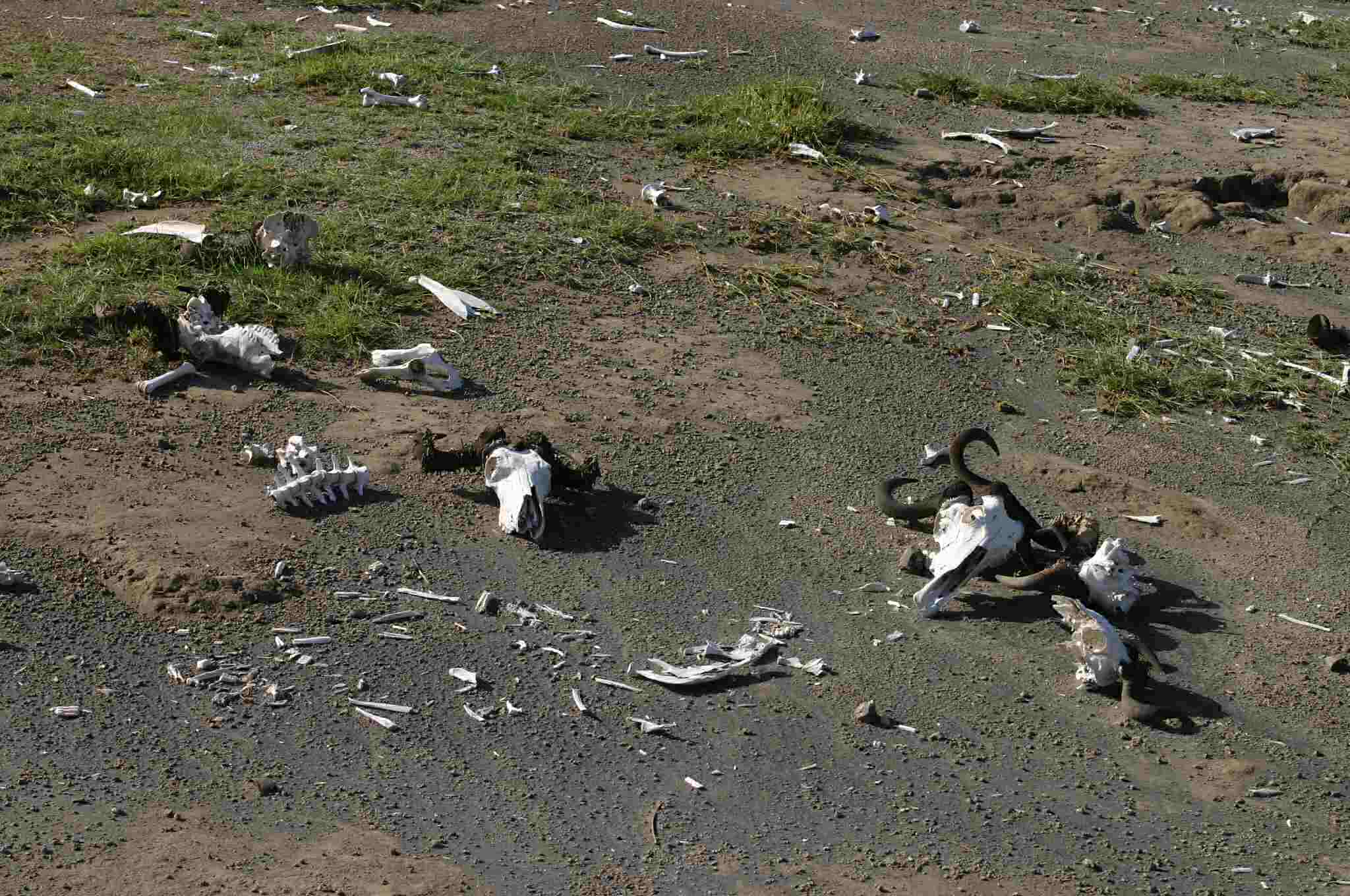 Amid the beauty, the harsh edge intrudes near Ndutu