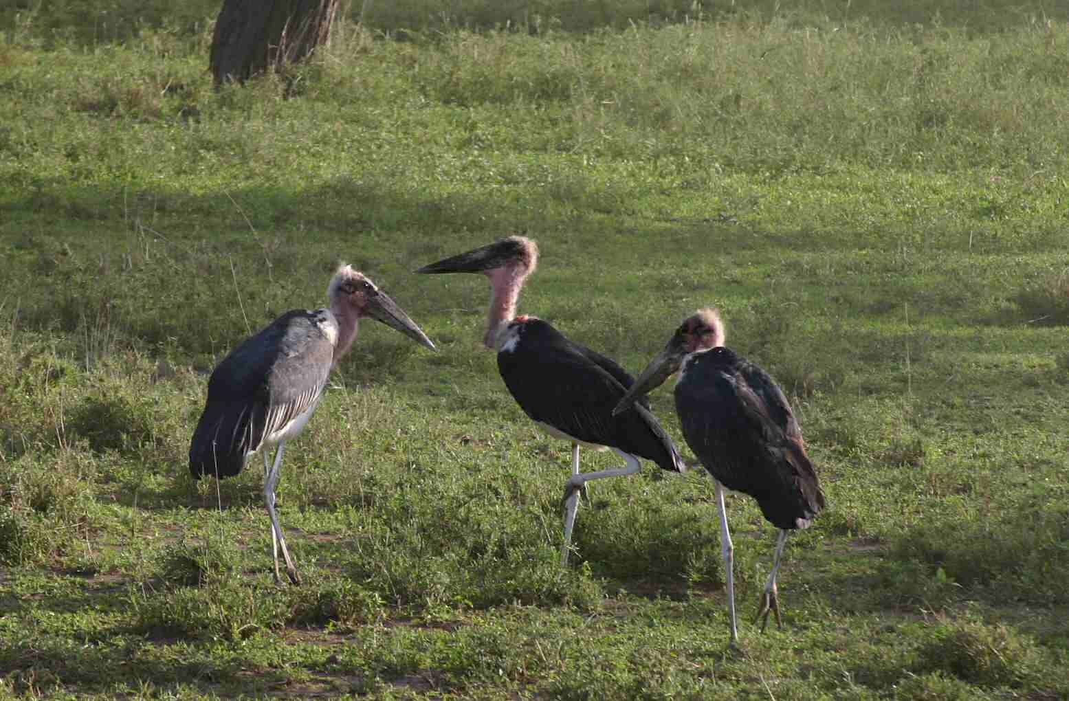 Marabu Storks