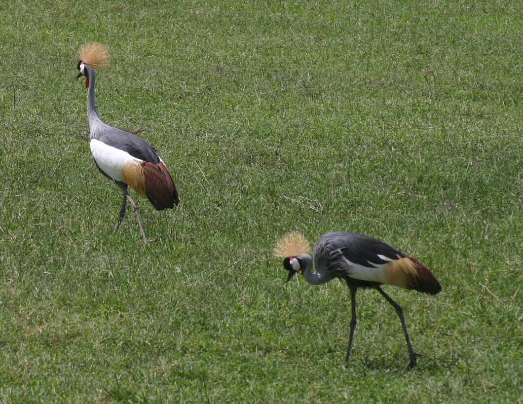 Crowned Cranes ... Tanzania's national bird