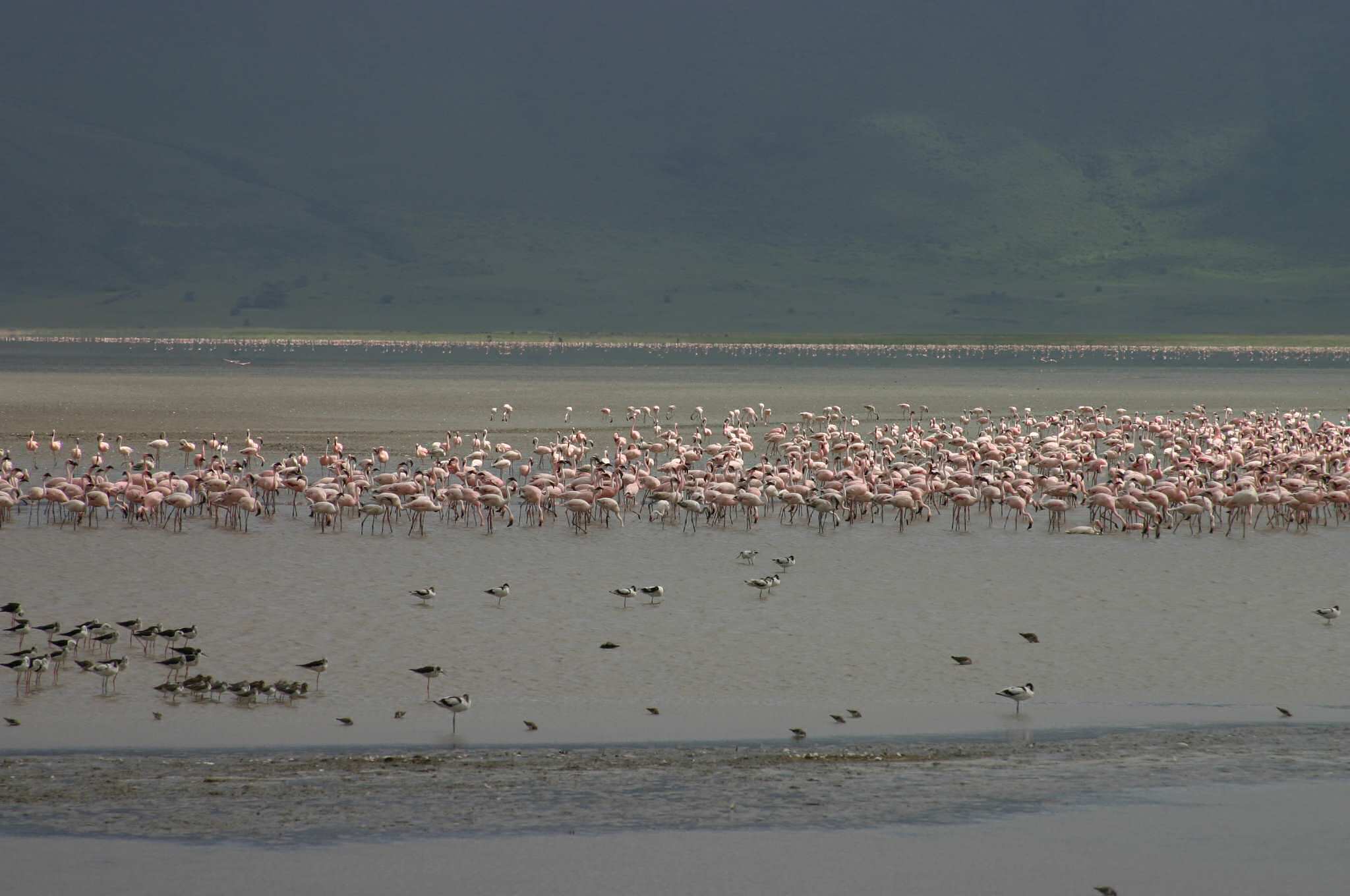 Pink - Lesser - Flamingos in Ngorongoro Crater