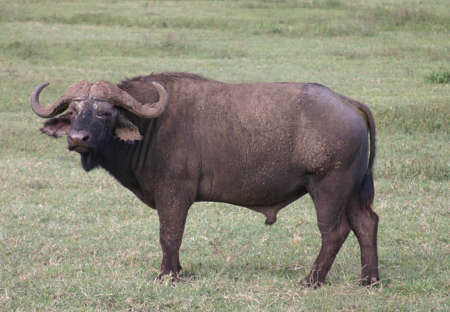 An old male Cape Buffalo