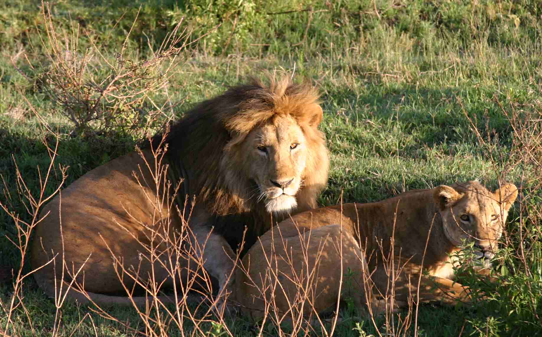 Lion pair