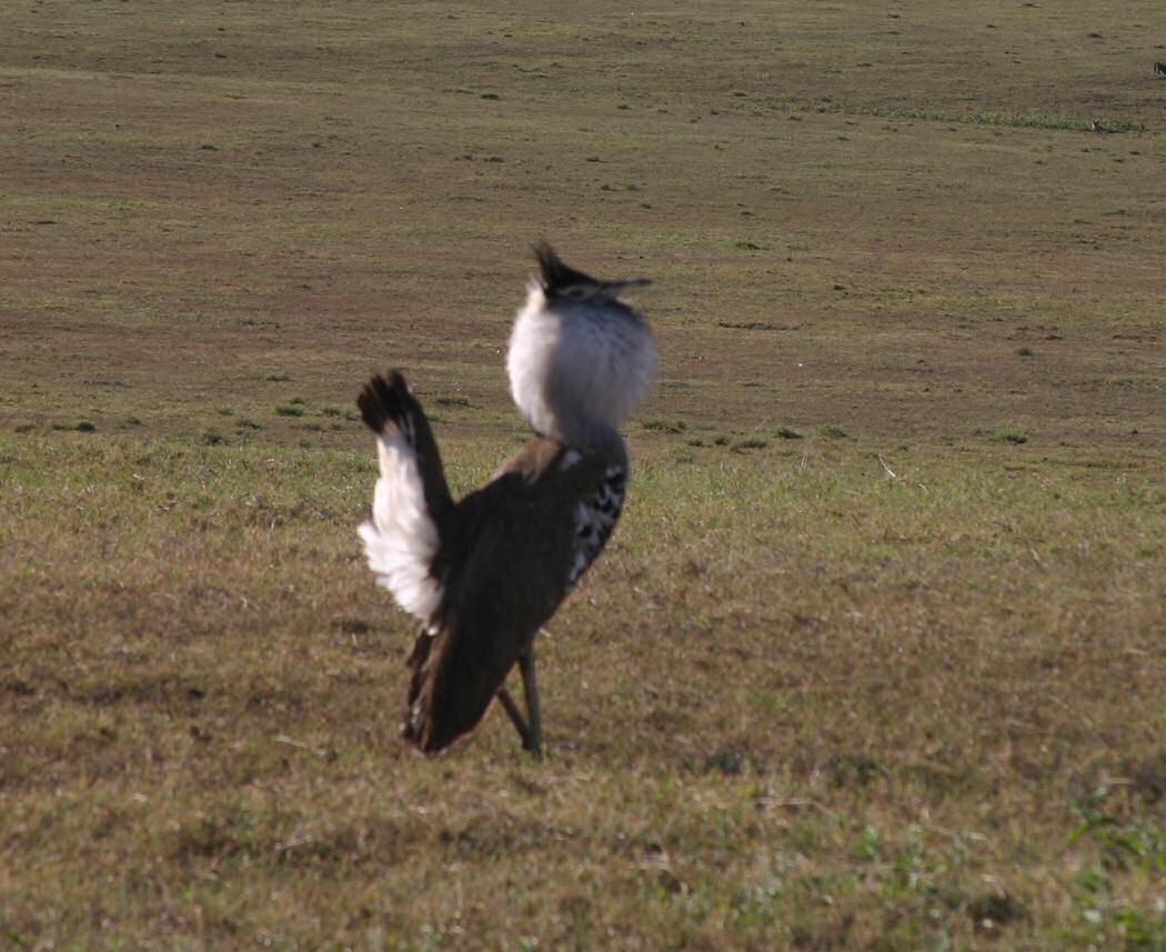 A Kori Bustard male displaying